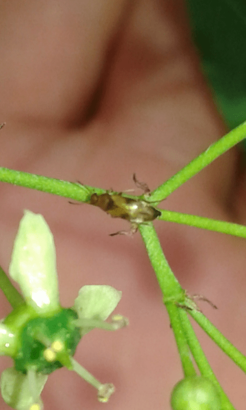 Scraptiidae : Anaspis sp.?